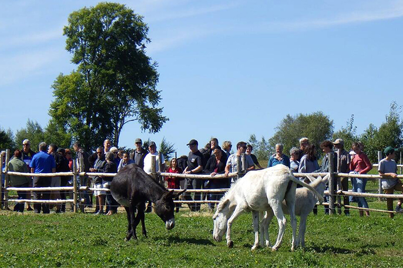 Visite à la ferme - Asinerie Les ânes en culottes - Ste-Anne de la Rochelle
