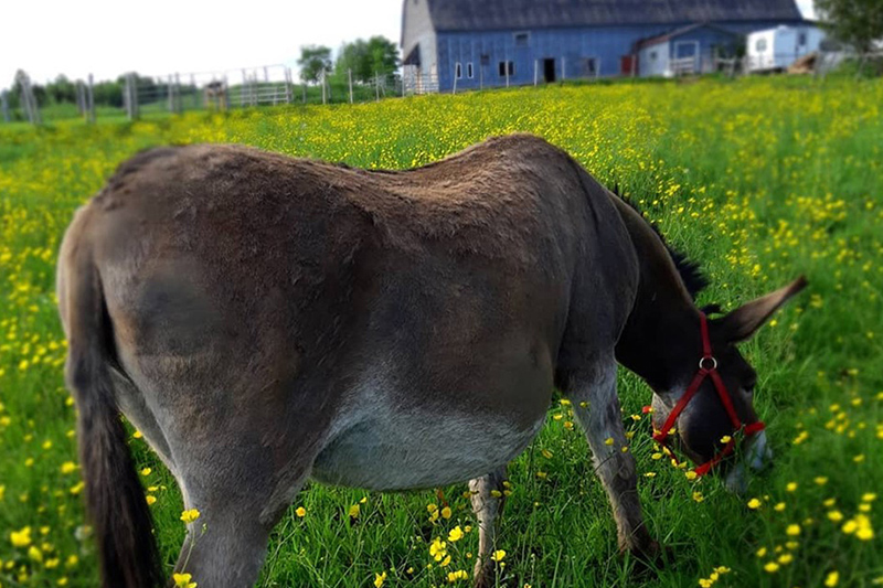 Visite à la ferme - Asinerie Les ânes en culottes - Ste-Anne de la Rochelle
