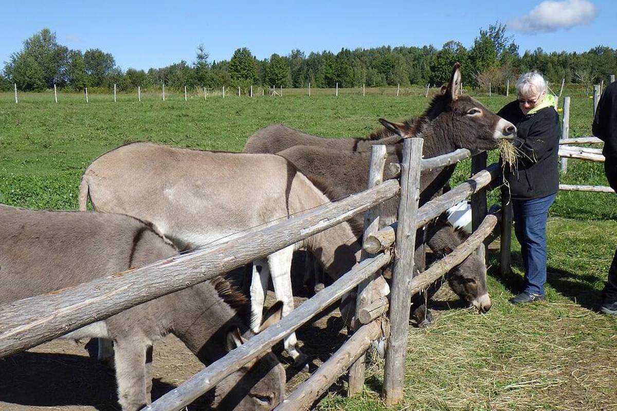 La vie à l'asinerie - Asinerie Les ânes en culottes - Ste-Anne de la Rochelle